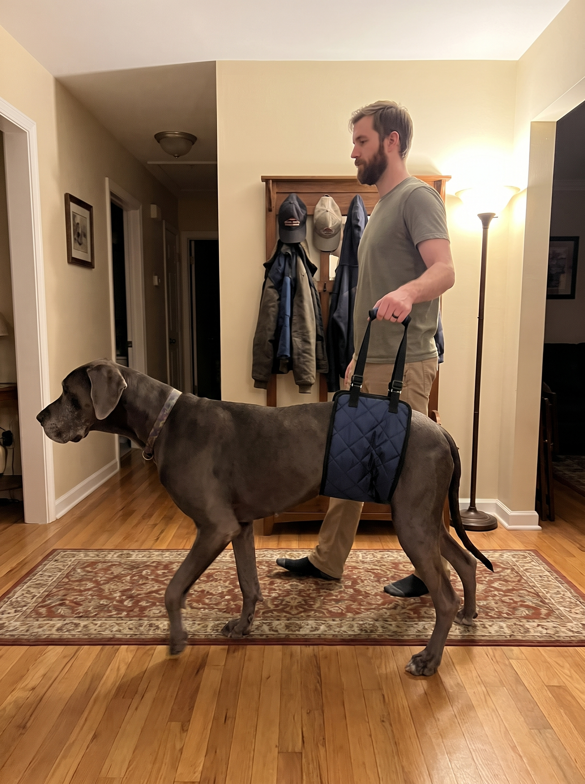 Owner standing upright walking a great dane in the sling, straps adjusted to his height