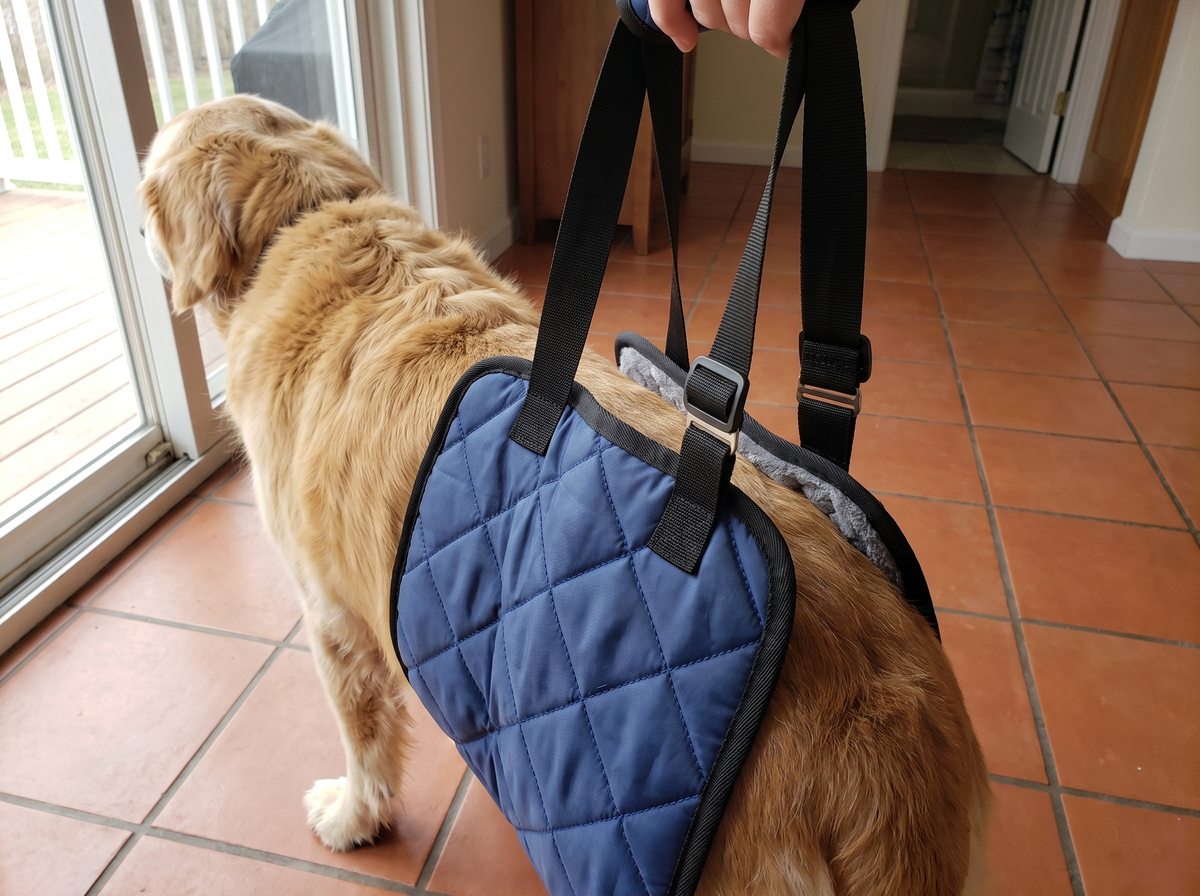 The quilted sling wrapped under a golden retriever's rear body